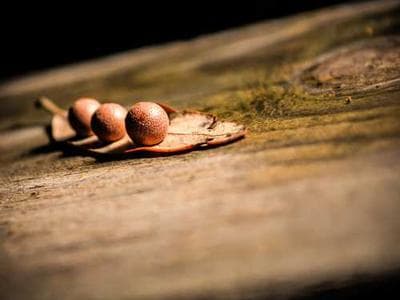 Pine Valley Restoration - planting documentation