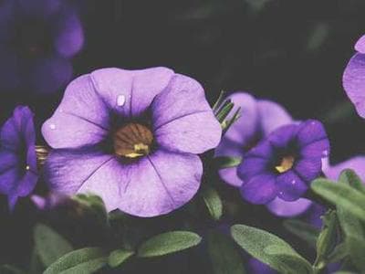 Oak Ridge Preserve - community documentation