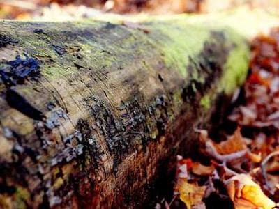 Cedar Lake Watershed - before after documentation