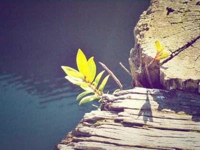 Meadowbrook Prairie - planting documentation
