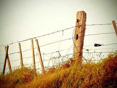 Willow Creek Wetlands - planting documentation